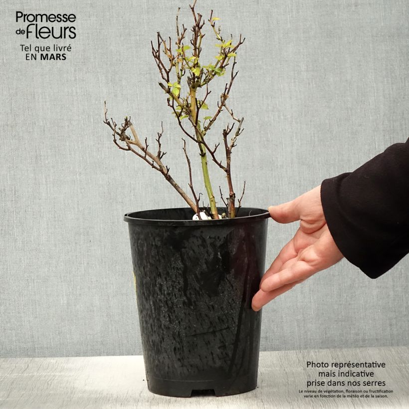 Rosa polyantha Picnic Vaso da 4L/5L esemplare consegnato in primavera