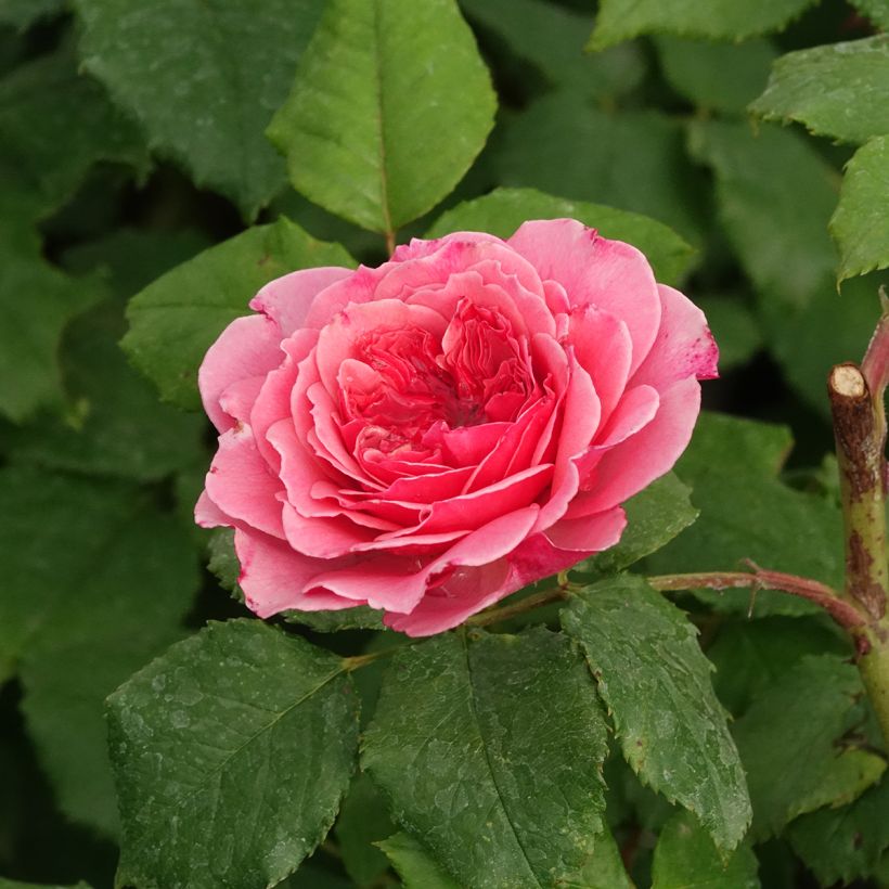 Rosa Floribunda Taste of Love Theo Clevers (Fioritura)
