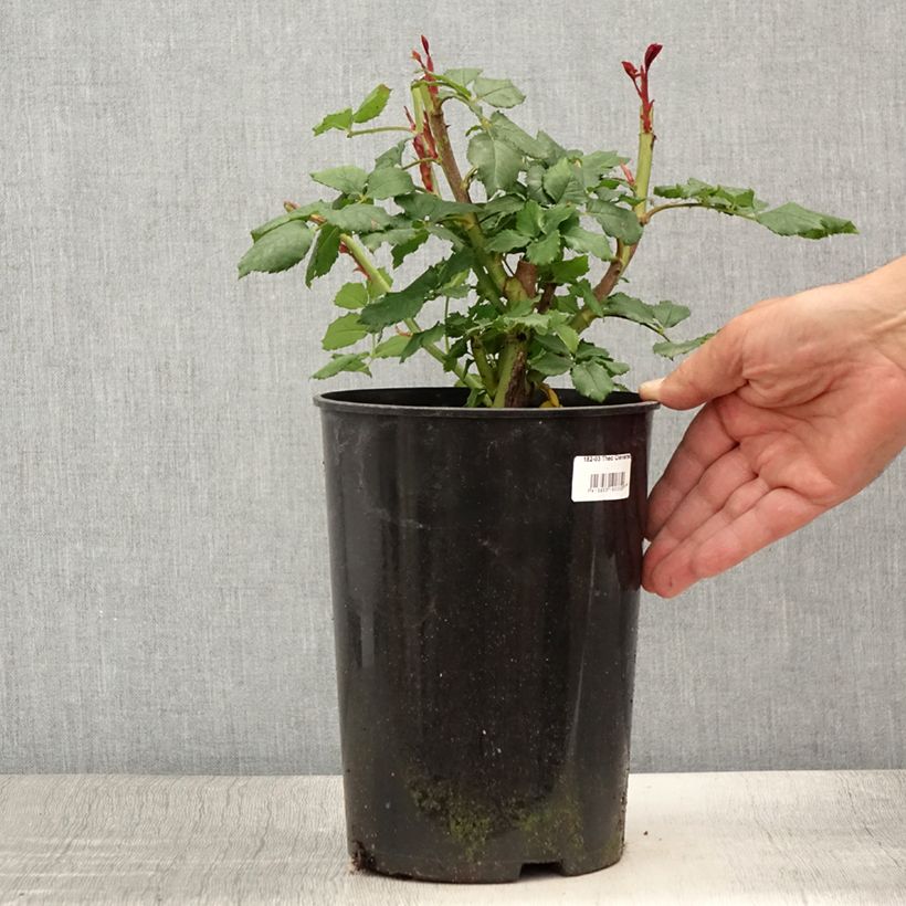 Esemplare di Rosa Floribunda Taste of Love Theo Clevers Vaso da 4L/5L consegnato in estate