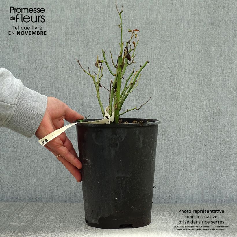 Esemplare di Rosa Floribunda Tiramisu Bio Vaso da 4L/5L come consegnato in autunno