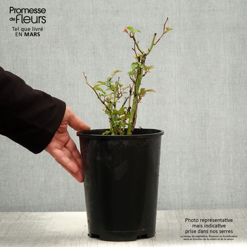 Rosa Floribunda Tiramisu Bio Vaso da 4L/5L esemplare consegnato in primavera