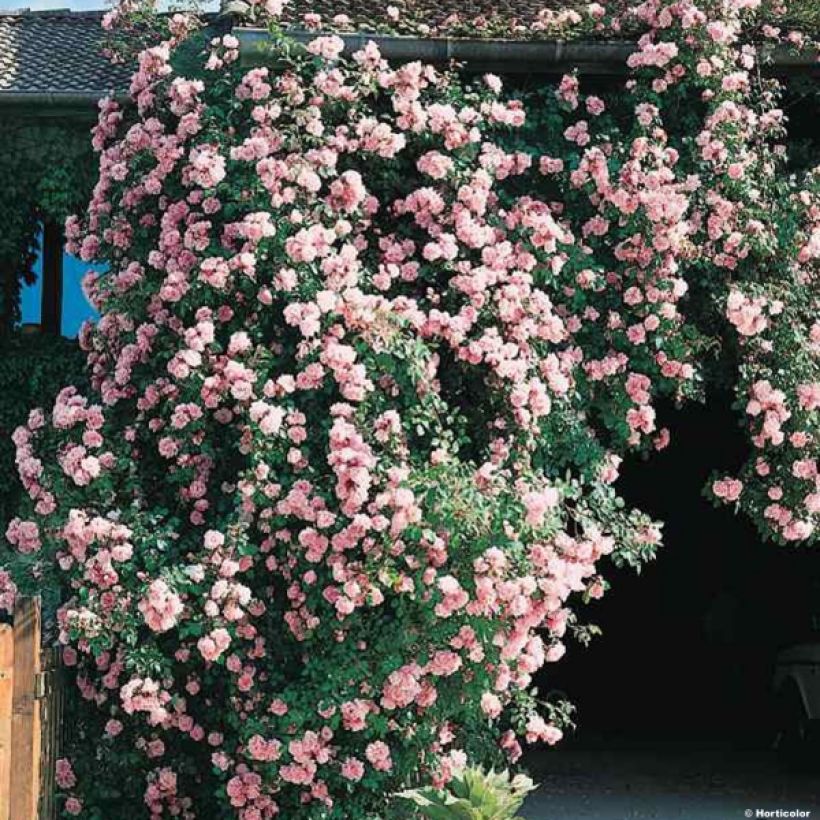 Rosa wichuraiana Albertine - Rosa rampicante (Porto)