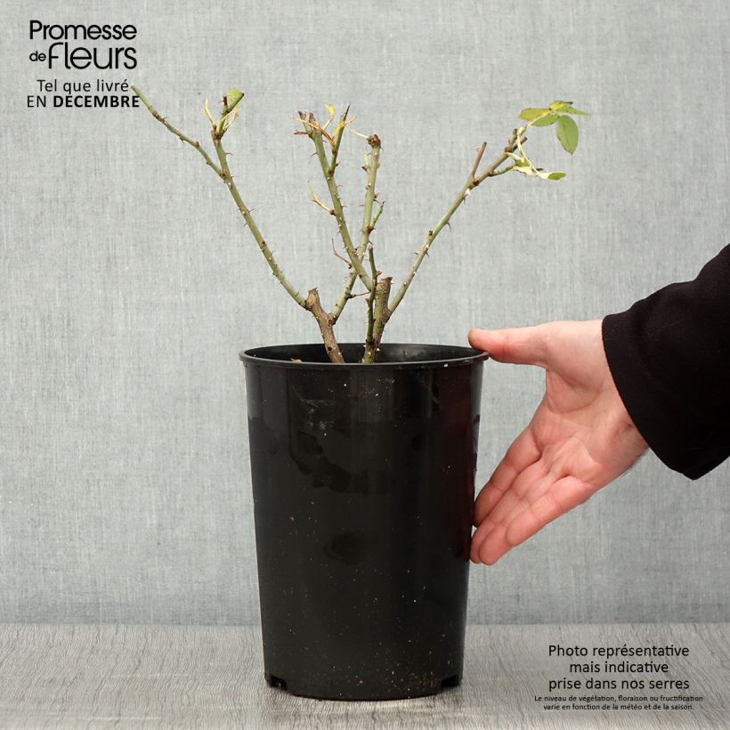 Esemplare di Rosa bianca Suaveolens Vaso da 4L/5L come consegnato in autunno