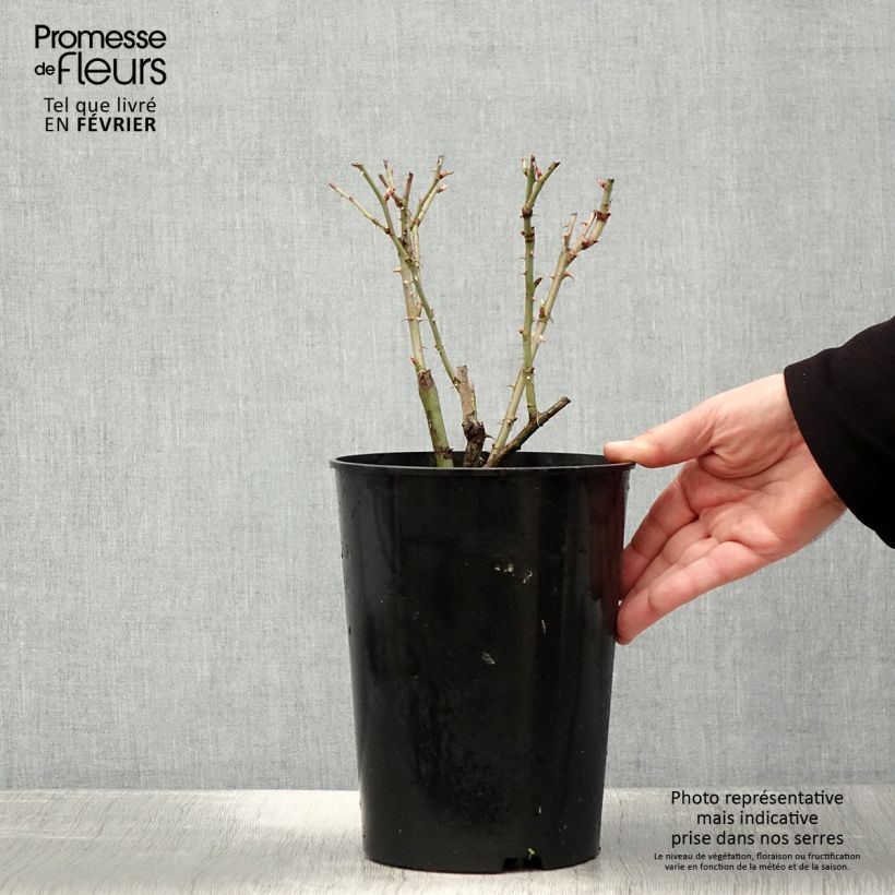 Rosa bianca Suaveolens Vaso da 4L/5L esemplare consegnato in inverno