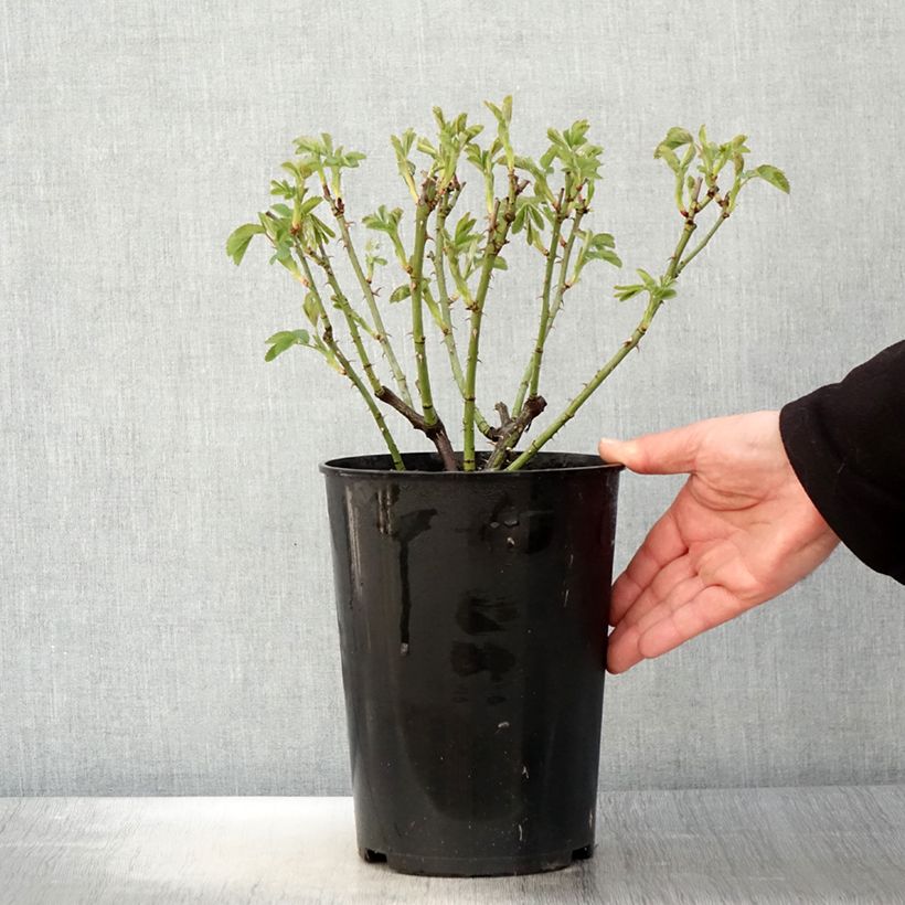 Rosa bianca Suaveolens Vaso da 4L/5L esemplare consegnato in primavera