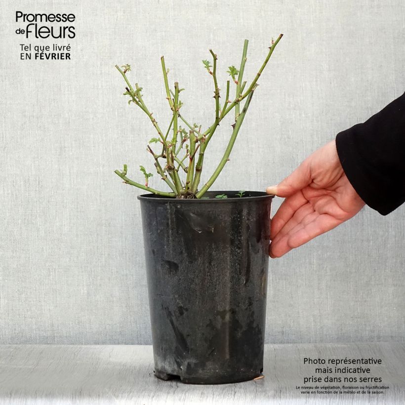 Rosai ad arbusto Ballerina Vaso da 4L/5L esemplare consegnato in inverno