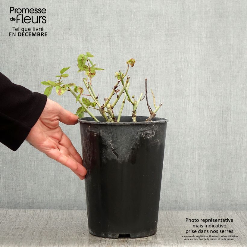 Esemplare di Rosa Baron Girod de l'Ain Vaso da 4L/5L come consegnato in autunno