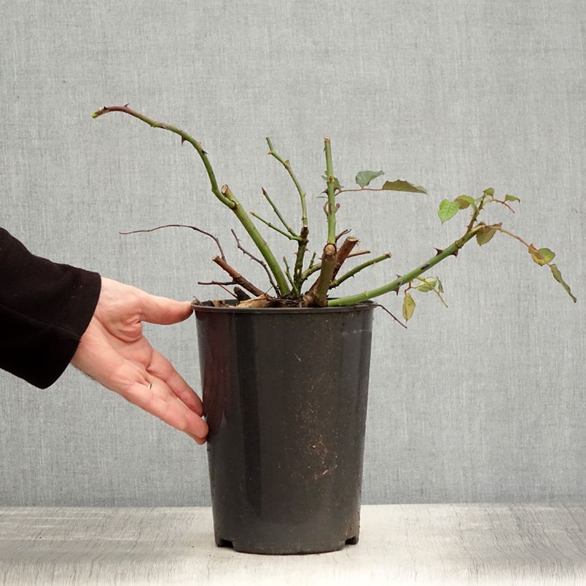 Rosa moscata Buff Beauty Vaso da 4L/5L esemplare consegnato in inverno