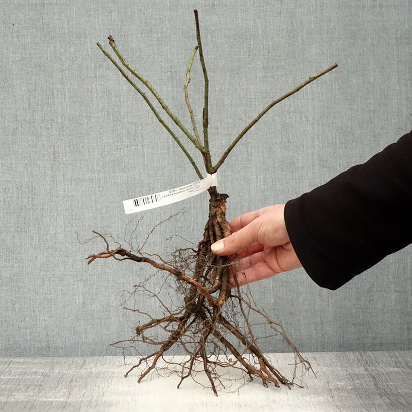 Rosa centifolia Muscosa Piante piccole a radice nuda esemplare consegnato in inverno