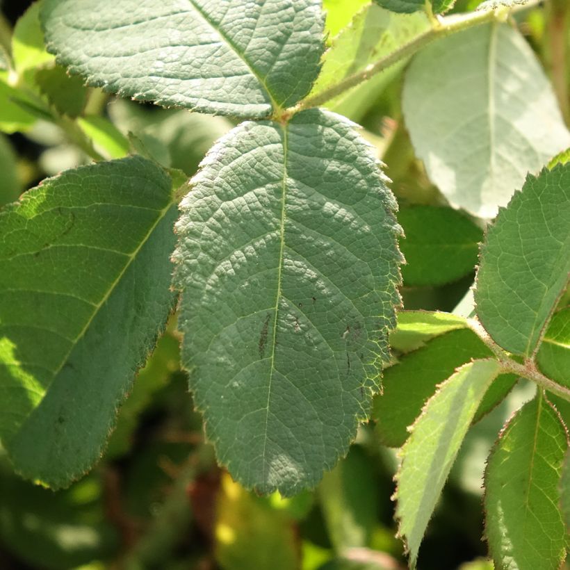 Rosa centifolia Muscosa (Fogliame)