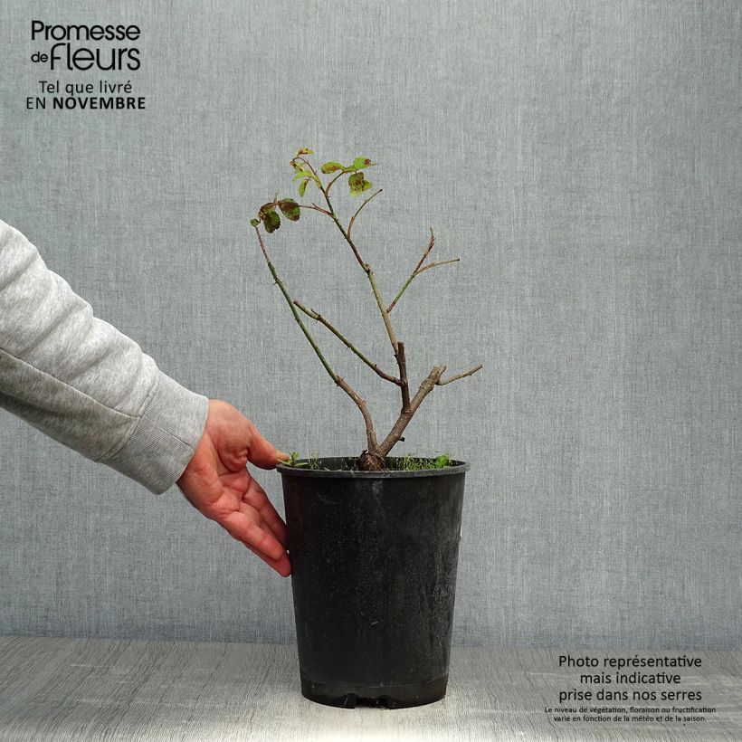Esemplare di Rosa centifolia Cristata Vaso da 4L/5L come consegnato in autunno