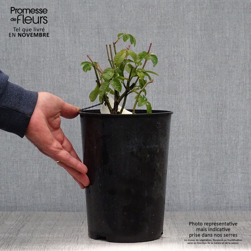 Esemplare di Rosa gallica Charles de Mills - Rosa serpeggiante Vaso da 4L/5L come consegnato in autunno