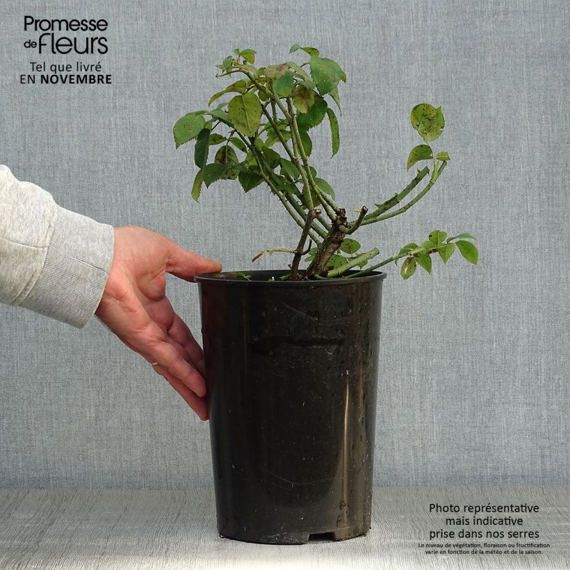 Esemplare di Rosa gallica Complicata - Rosa serpeggiante Vaso da 4L/5L come consegnato in autunno