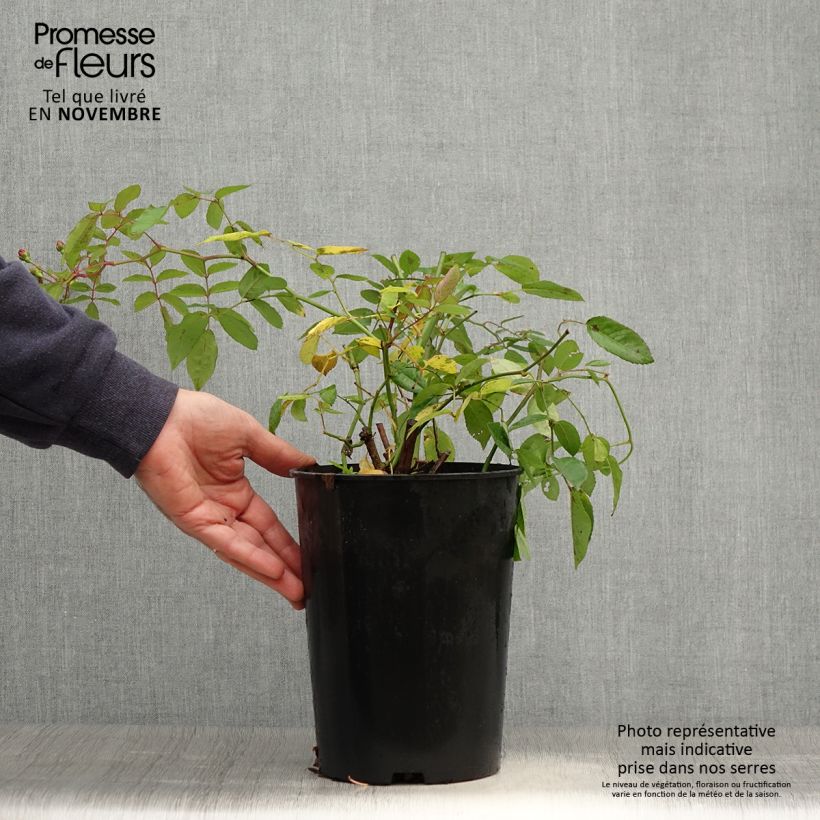 Esemplare di Rosa antica Cornelia Vaso da 4L/5L come consegnato in autunno