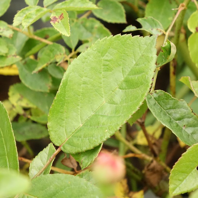 Rosa antica Cornelia (Fogliame)