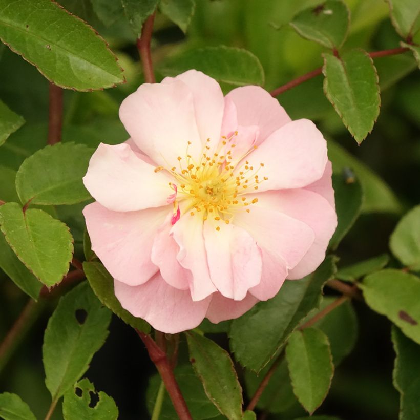 Rosa antica Cornelia (Fioritura)