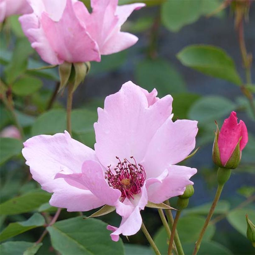 Rosa antica Dainty Bess (Fioritura)