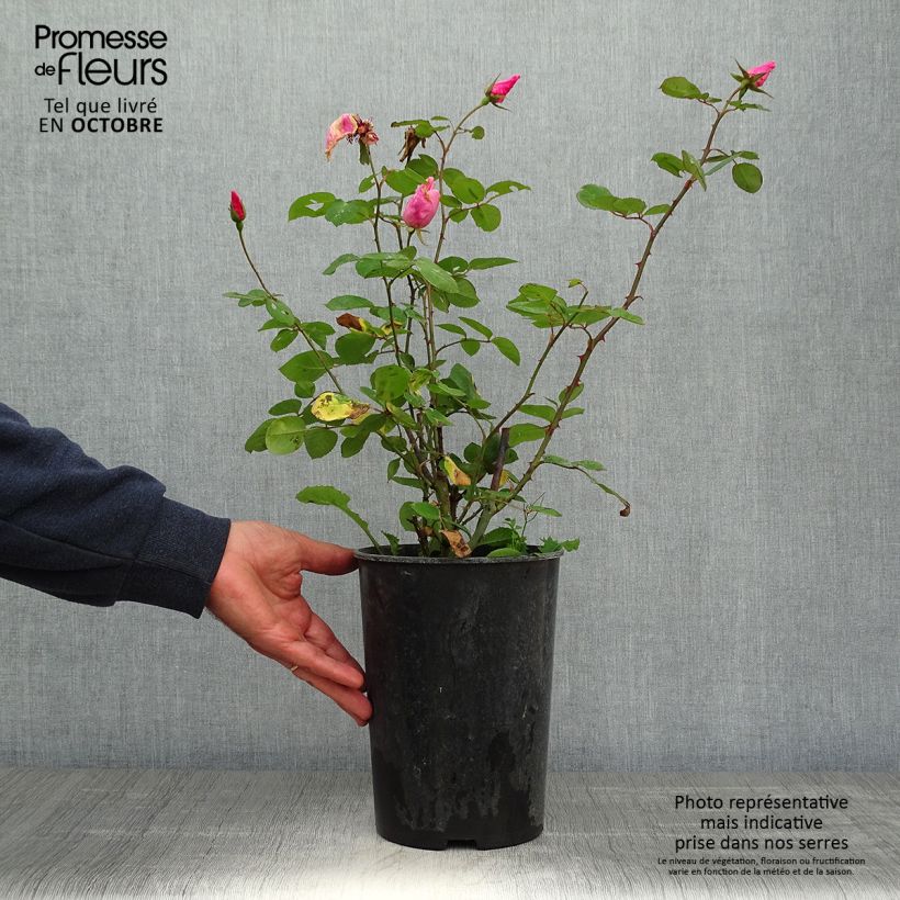 Esemplare di Rosa antica Dainty Bess Vaso da 4L/5L come consegnato in autunno