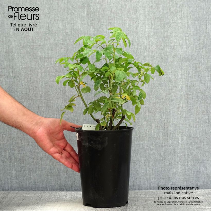 Esemplare di Rosa Ispahan - Rosa di Damas Vaso da 4L/5L consegnato in estate