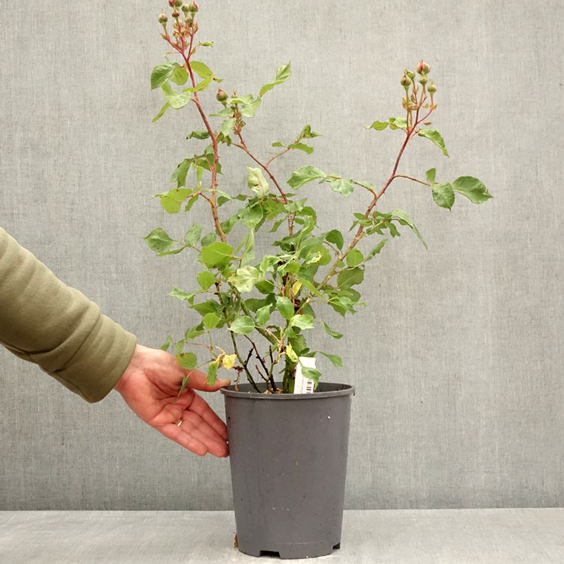 Rosa Empereur du Maroc Vaso da 4L/5L esemplare consegnato in primavera