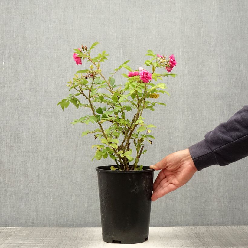 Esemplare di Rosa rugosa F.J Grootendorst Vaso da 4L/5L consegnato in estate