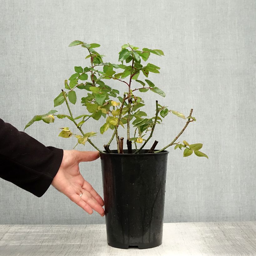 Esemplare di Rosa centifolia Fantin Latour Vaso da 4L/5L come consegnato in autunno
