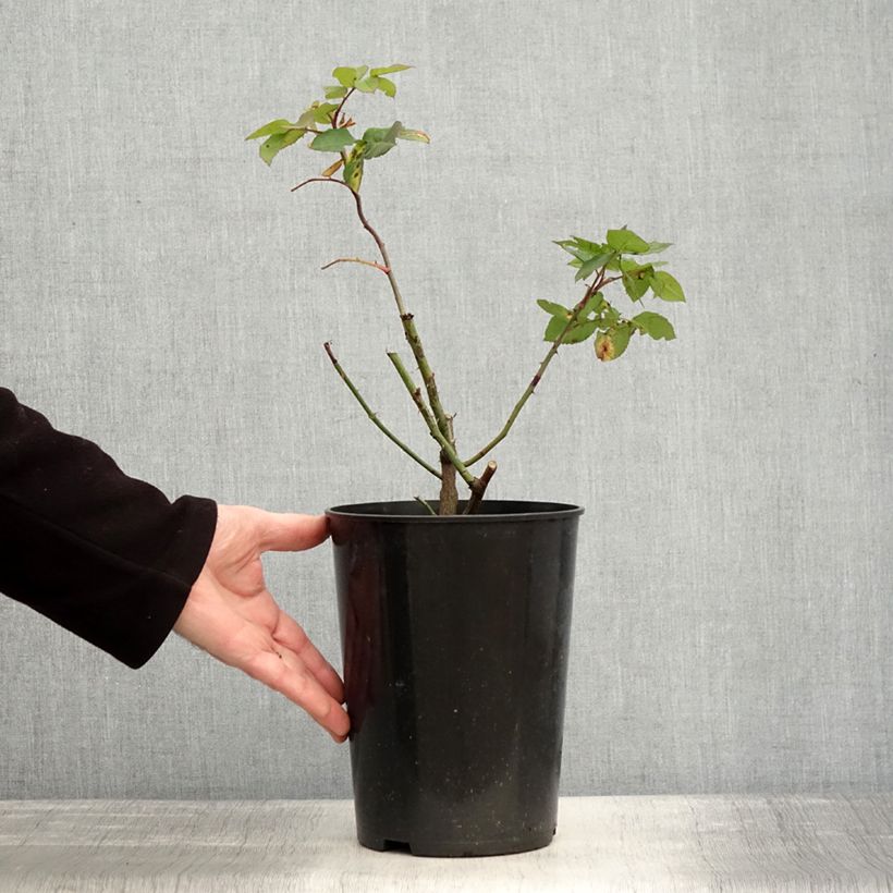 Rosa centifolia Fantin Latour Vaso da 4L/5L esemplare consegnato in inverno