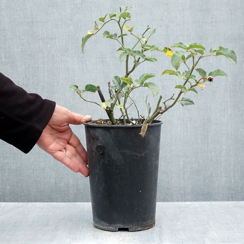 Esemplare di Rosa moscata Felicia Vaso da 4L/5L come consegnato in autunno