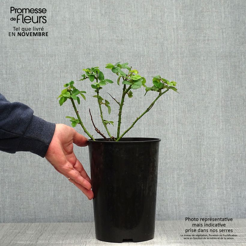 Esemplare di Rosa antica Ferdinand Pichard Vaso da 4L/5L come consegnato in autunno