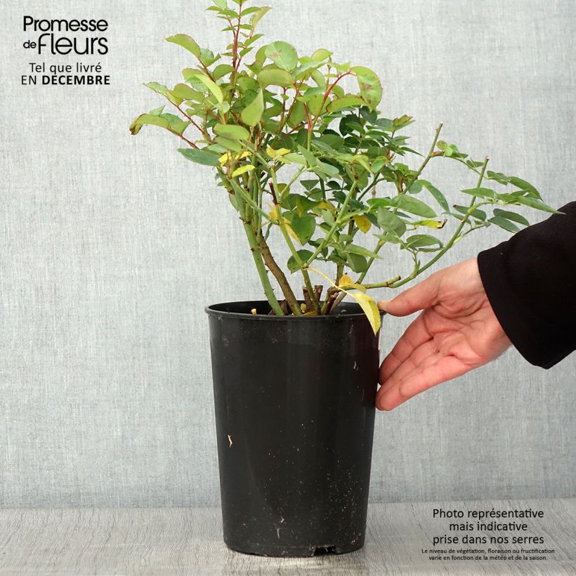 Esemplare di Rosa antica Fragrant Old yellow Vaso da 4L/5L come consegnato in autunno