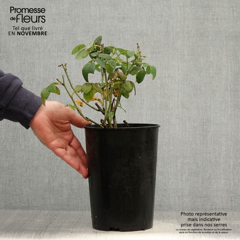 Esemplare di Rosa gallica Officinalis Vaso da 4L/5L come consegnato in autunno