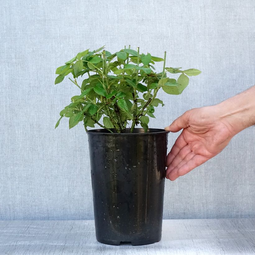 Esemplare di Rosa gallica Officinalis Vaso da 4L/5L consegnato in estate