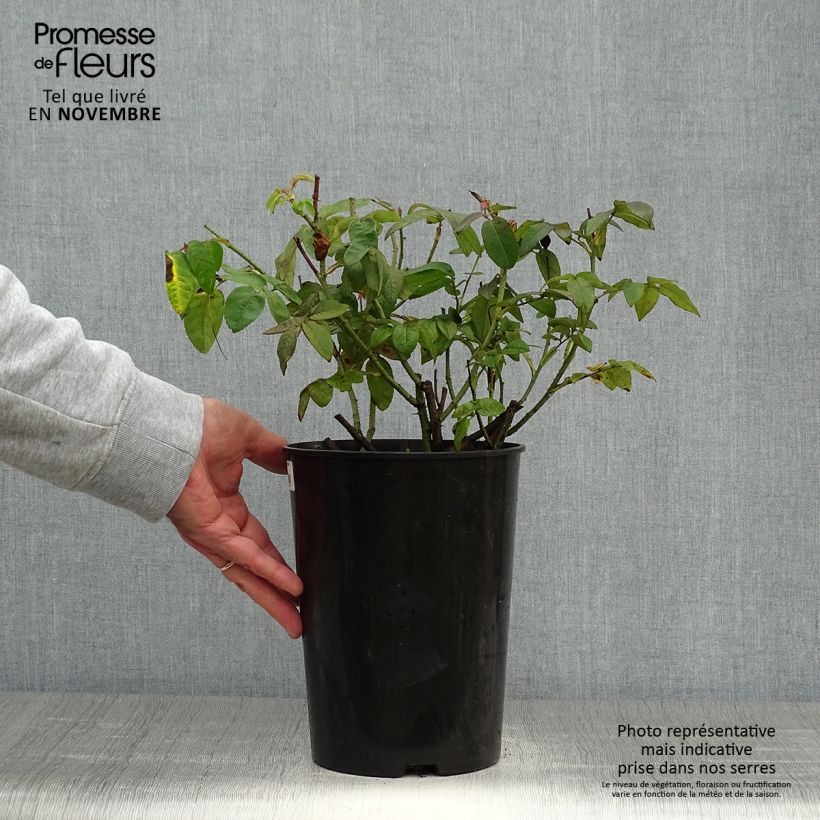 Esemplare di Rosa gallica Versicolor Vaso da 4L/5L come consegnato in autunno