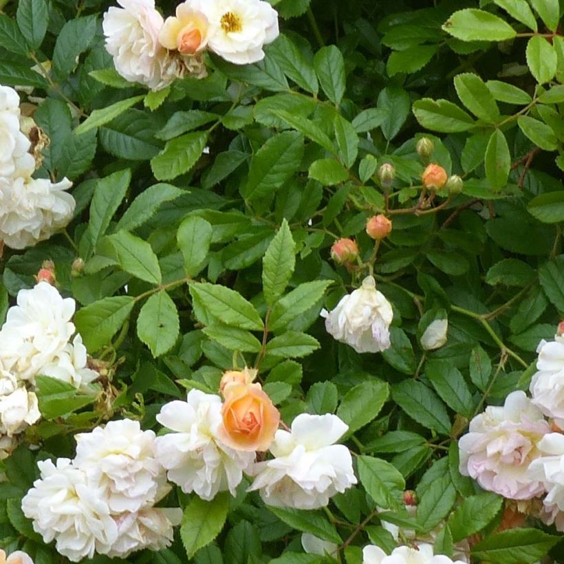 Rosa multiflora Ghislaine de Féligonde (Fogliame)