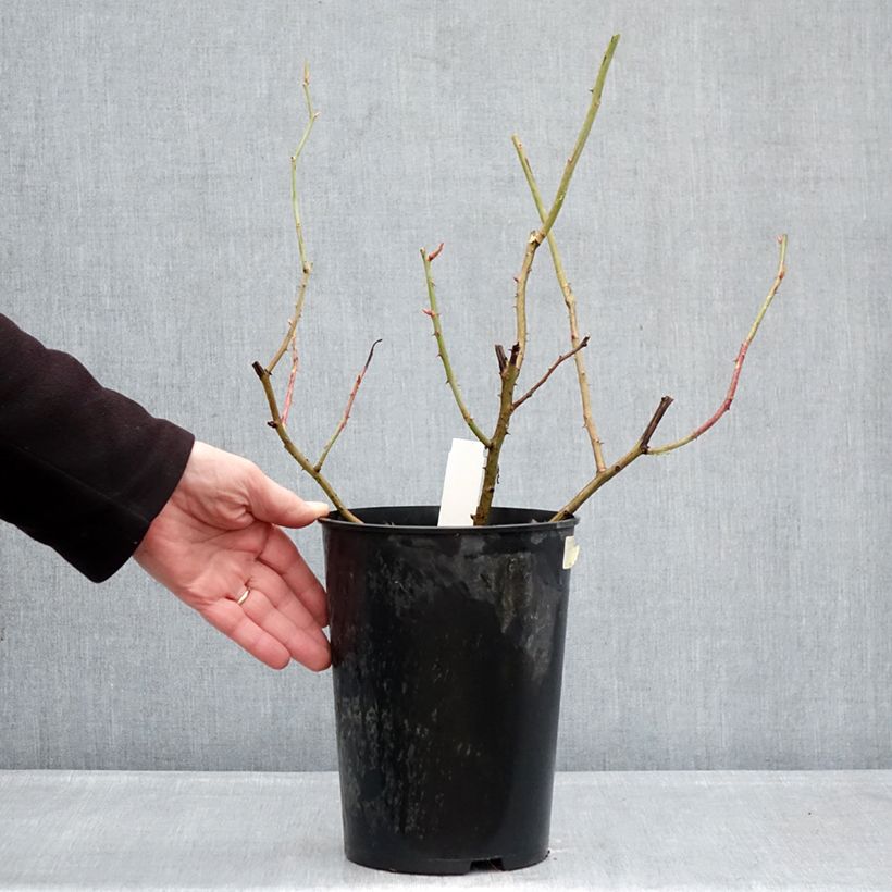 Rosa gallica Gros Provins Panaché BIO - Rosa serpeggiante Vaso da 4L/5L esemplare consegnato in inverno