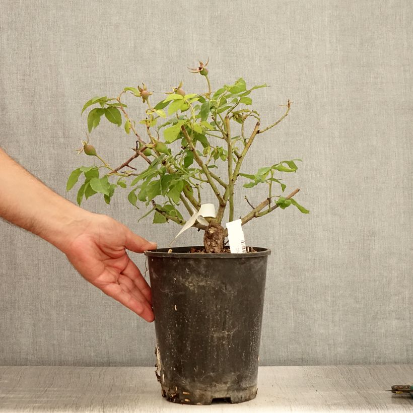 Esemplare di Rosa gallica Gros Provins Panaché BIO - Rosa serpeggiante Vaso da 4L/5L consegnato in estate