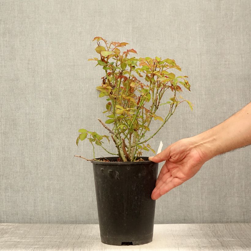 Esemplare di Rosa Gruss An Aachen - Rose ibrida di tea Vaso da 4L/5L consegnato in estate
