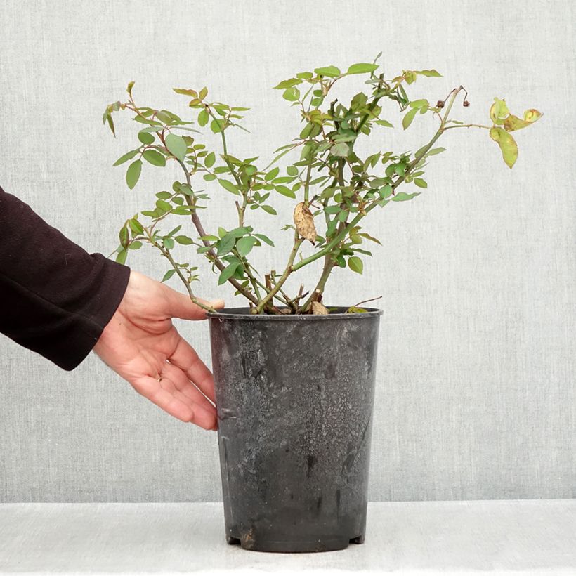 Esemplare di Rosa Gruss An Aachen - Rose ibrida di tea Vaso da 4L/5L come consegnato in autunno