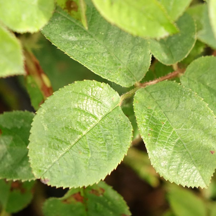 Rosa centifolia muscosa Henri Martin (Fogliame)