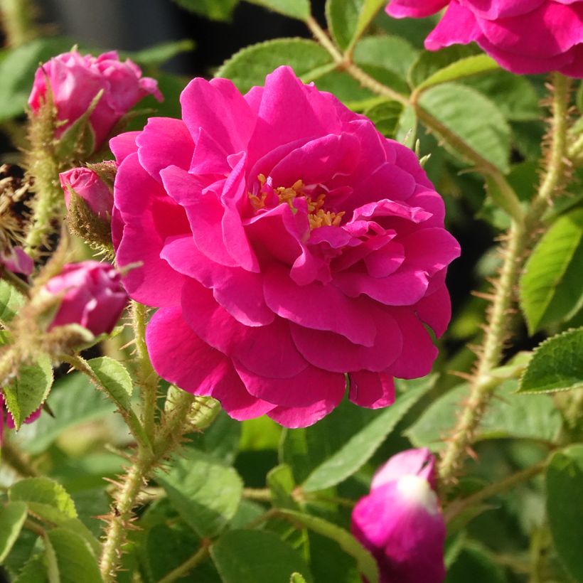 Rosa centifolia muscosa Henri Martin (Fioritura)