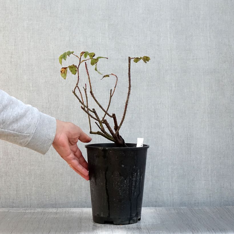 Esemplare di Rosa centifolia muscosa Henri Martin Vaso da 4L/5L come consegnato in autunno