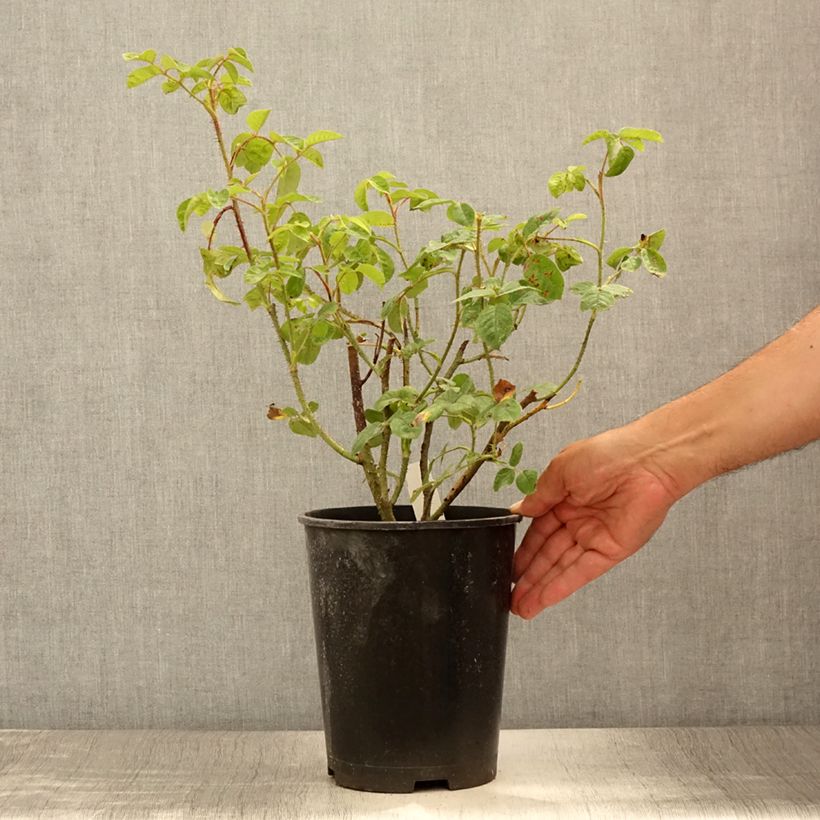 Esemplare di Rosa centifolia muscosa Henri Martin Vaso da 4L/5L consegnato in estate