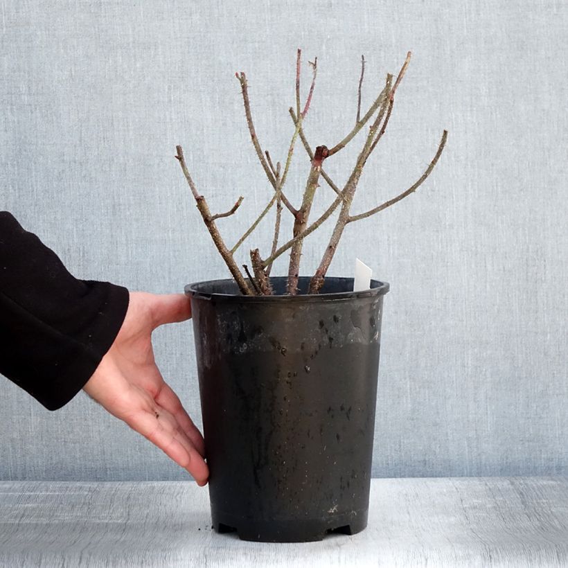 Rosa centifolia muscosa Henri Martin Vaso da 4L/5L esemplare consegnato in inverno
