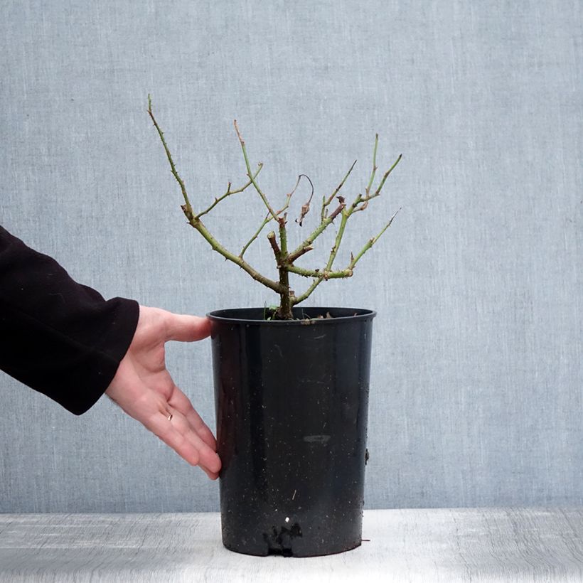 Rosa Jacqueline du Pré - Rose ibrida di tea Vaso da 4L/5L esemplare consegnato in inverno