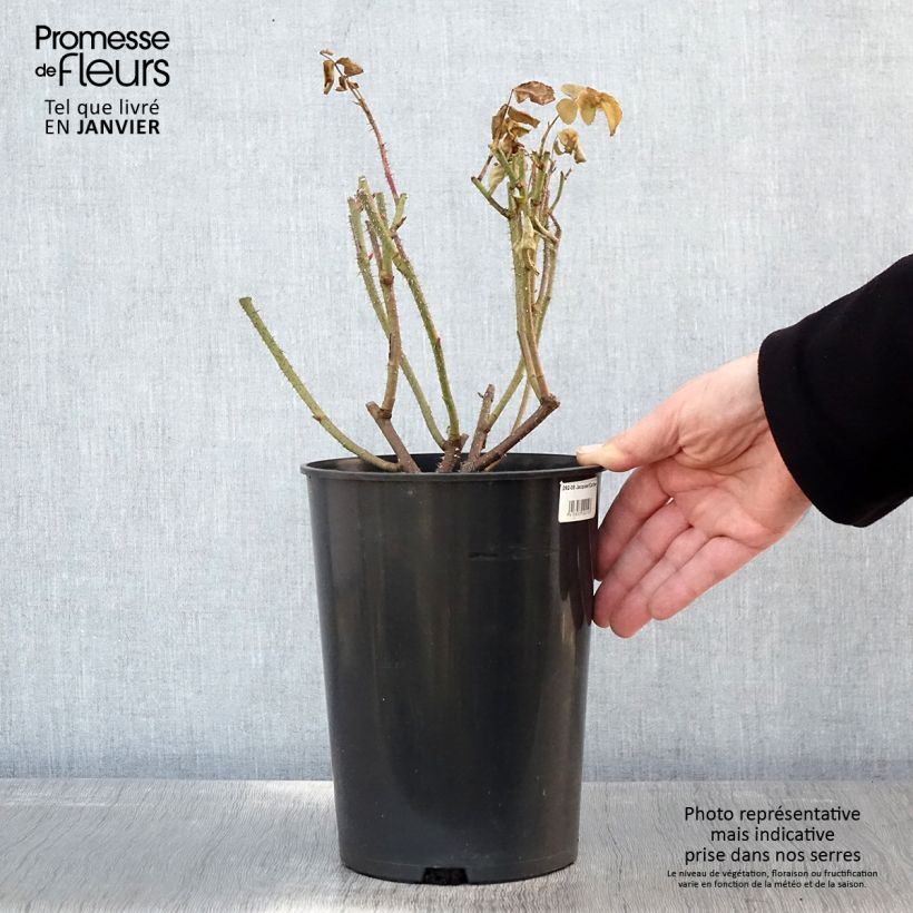 Rosa antica Jacques Cartier Vaso da 4L/5L esemplare consegnato in inverno