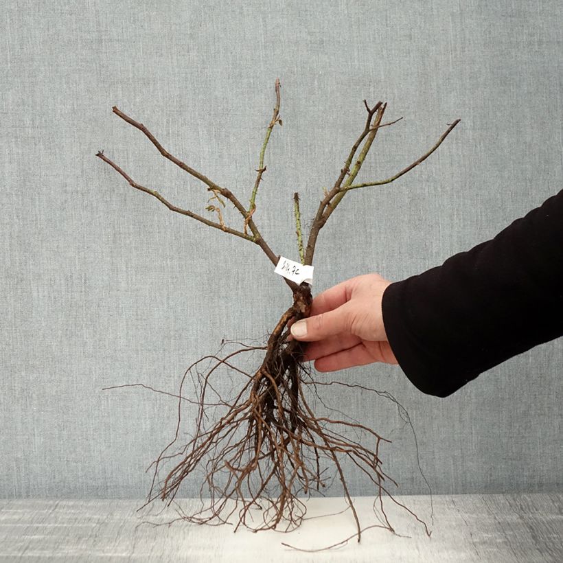 Rosa antica Trigintipetala Piante piccole a radice nuda esemplare consegnato in inverno