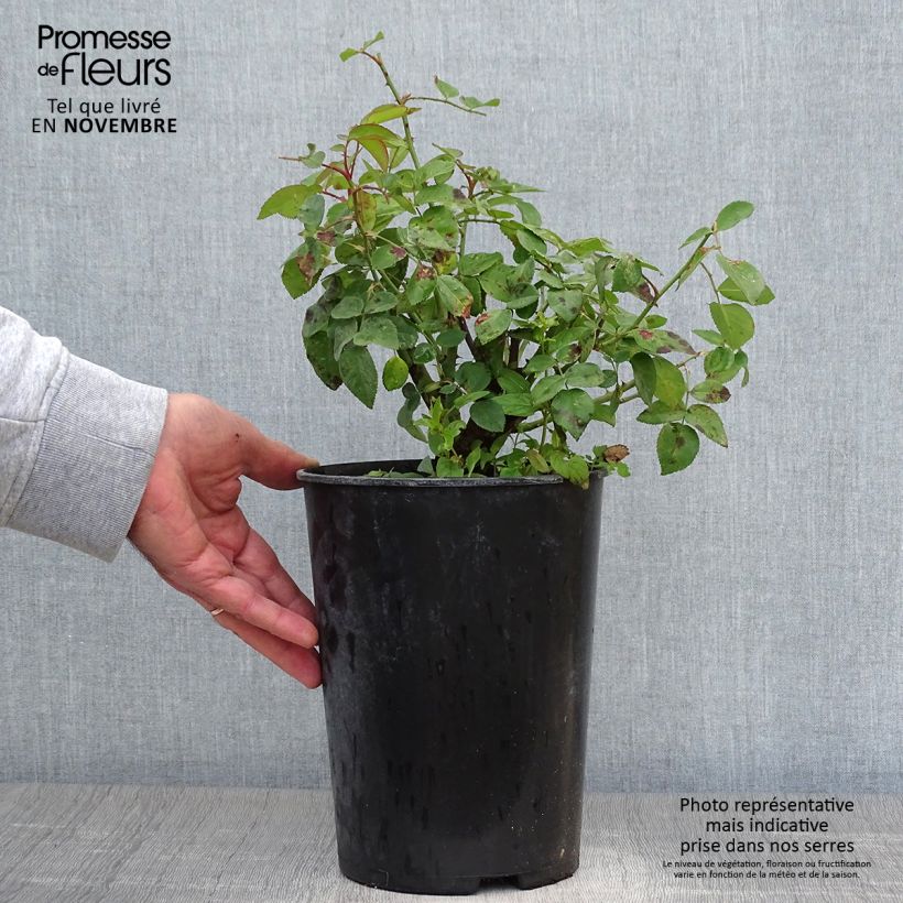 Esemplare di Rosa antica La Reine Victoria Vaso da 4L/5L come consegnato in autunno