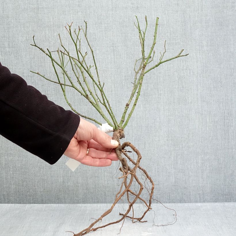 Rosa antica Little White Pet Piante piccole a radice nuda esemplare consegnato in inverno