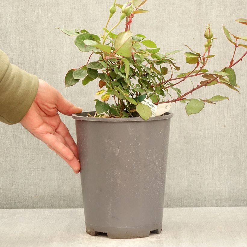 Rosa cinese Louis XIV Vaso da 4L/5L esemplare consegnato in primavera