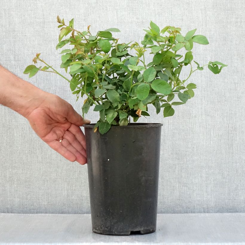 Esemplare di Rosa antica Louise Odier Vaso da 4L/5L consegnato in estate